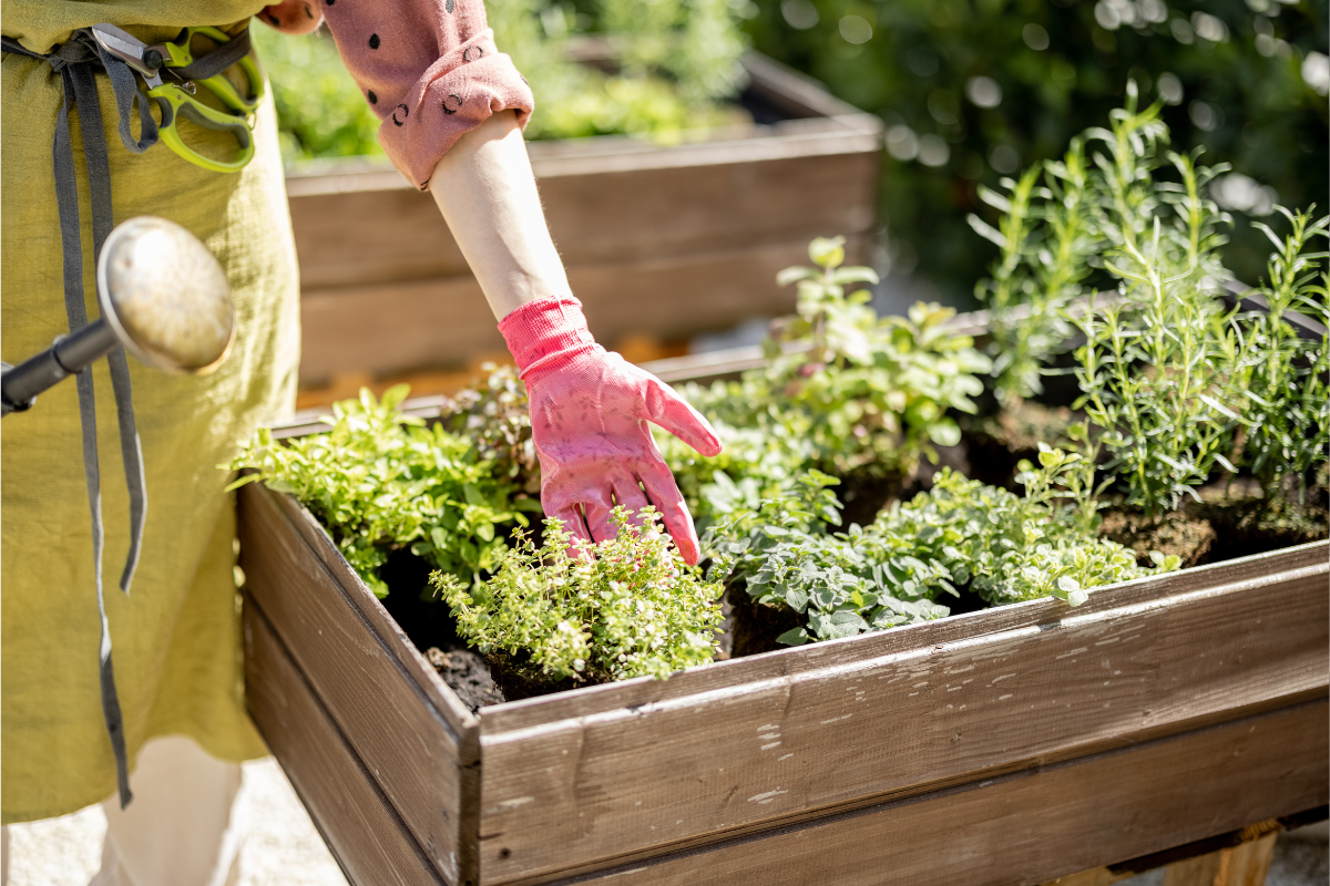 Montar horta orgânica em casa é uma maneira prática e inteligente de garantir alimentos frescos, saudáveis e livres de agrotóxicos.